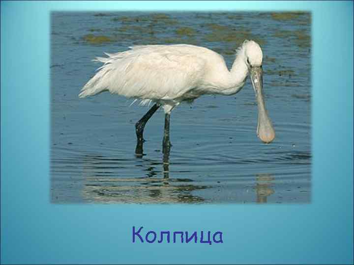 Колпица 