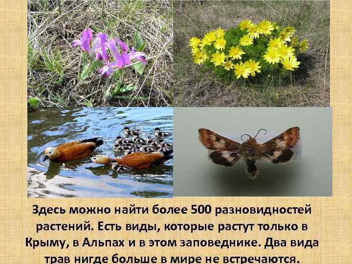 Здесь можно найти более 500 разновидностей растений. Есть виды, которые растут только в Крыму,