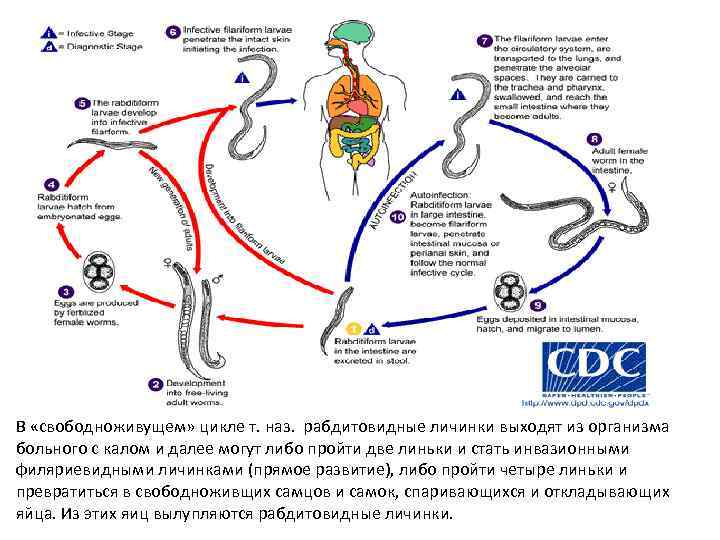 В «свободноживущем» цикле т. наз. рабдитовидные личинки выходят из организма больного с калом и