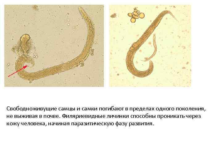 Свободноживущие самцы и самки погибают в пределах одного поколения, не выживая в почве. Филяриевидные