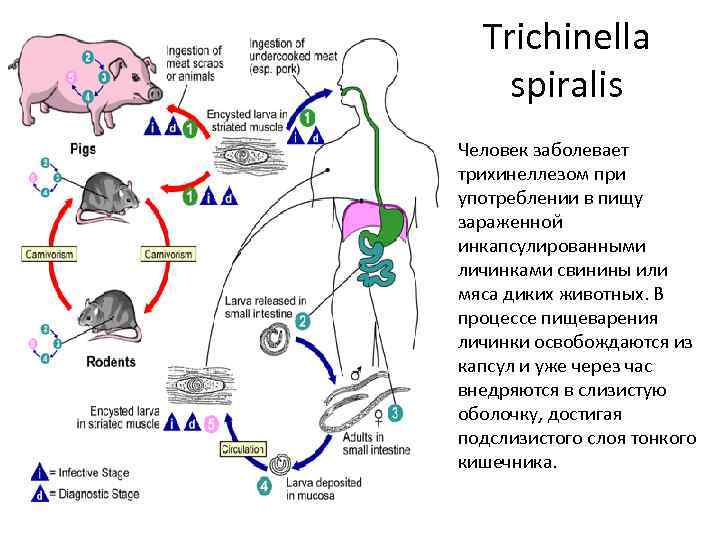 Циклы развития человека. Цикл развития трихинеллы схема. Трихинелла Спиралис цикл развития. Трихинелла жизненный цикл. Трихинелла жизненный цикл схема.