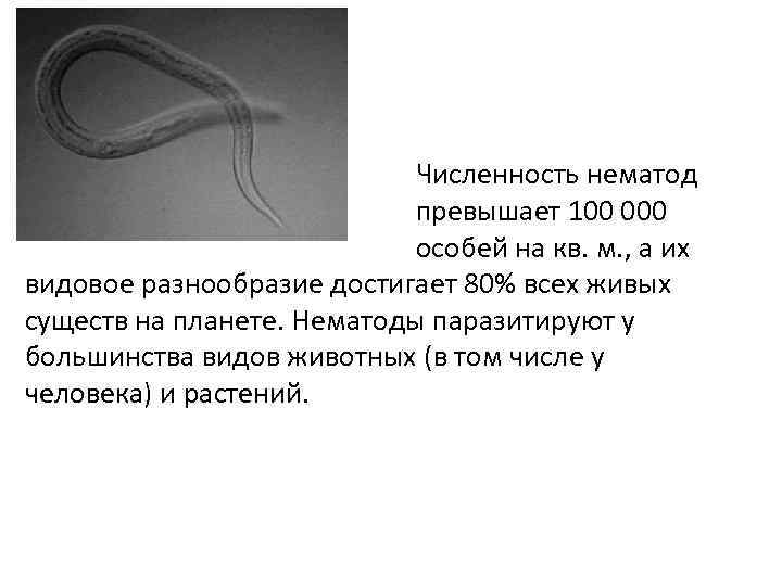 Численность нематод превышает 100 000 особей на кв. м. , а их видовое разнообразие