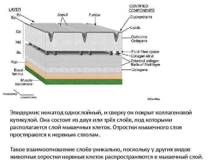 Эпидермис нематод однослойный, и сверху он покрыт коллагеновой кутикулой. Она состоит из двух или