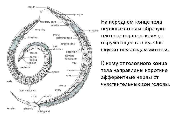 На переднем конце тела нервные стволы образуют плотное нервное кольцо, окружающее глотку. Оно служит