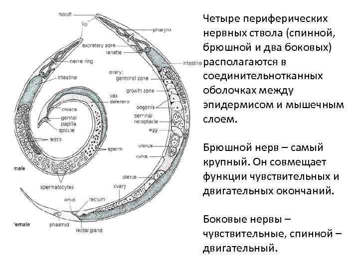 Четыре периферических нервных ствола (спинной, брюшной и два боковых) располагаются в соединительнотканных оболочках между