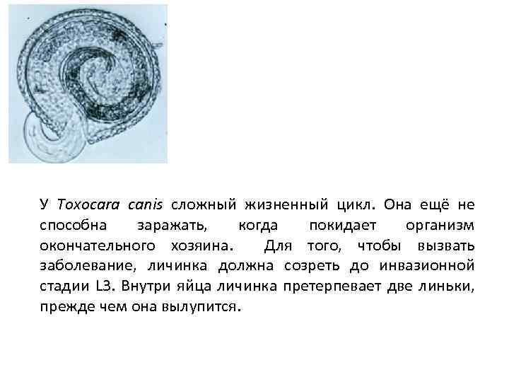 У Toxocara canis сложный жизненный цикл. Она ещё не способна заражать, когда покидает организм