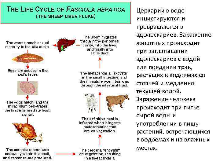 Церкарии в воде инцистируются и превращаются в адолескариев. Заражение животных происходит при заглатывании адолескариев