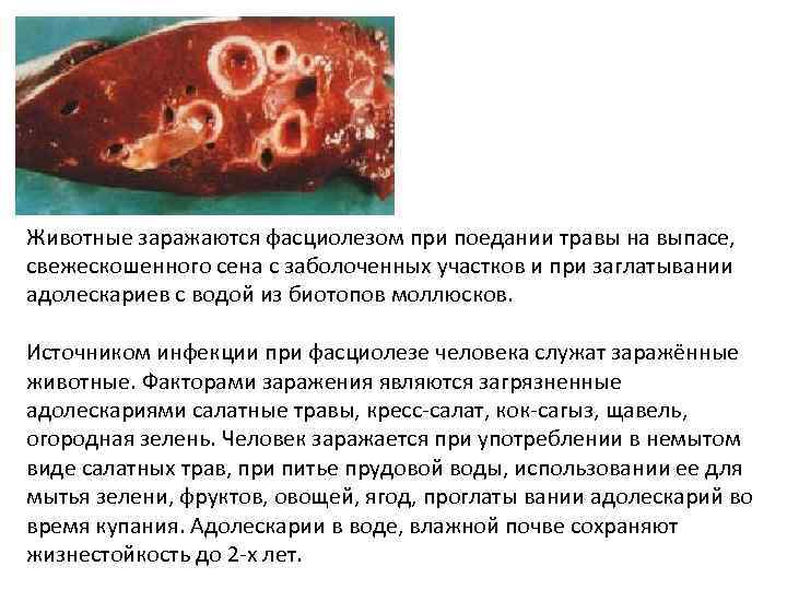 Животные заражаются фасциолезом при поедании травы на выпасе, свежескошенного сена с заболоченных участков и