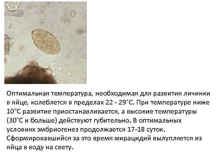 Оптимальная температура, необходимая для развития личинки в яйце, колеблется в пределах 22 - 29°С.