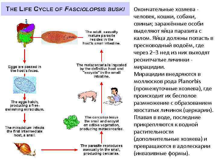 Окончательные хозяева - человек, кошки, собаки, свиньи; заражённые особи выделяют яйца паразита с калом.