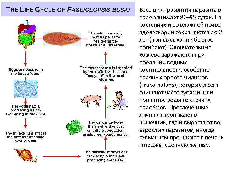 Весь цикл развития паразита в воде занимает 90– 95 суток. На растениях и во