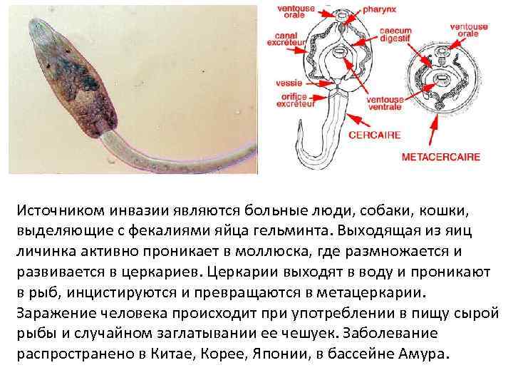 Источником инвазии являются больные люди, собаки, кошки, выделяющие с фекалиями яйца гельминта. Выходящая из