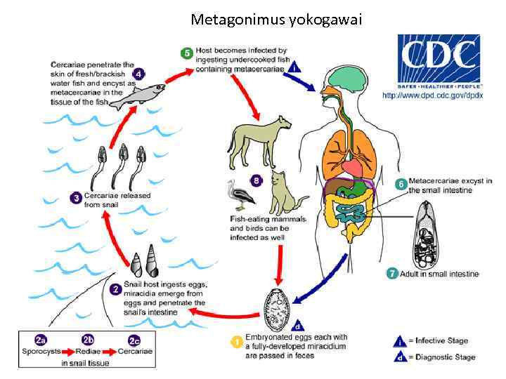 Metagonimus yokogawai 