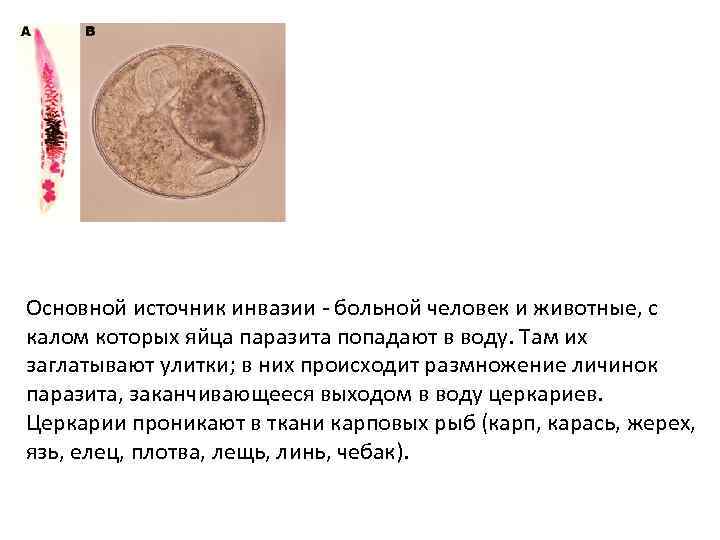 Основной источник инвазии - больной человек и животные, с калом которых яйца паразита попадают