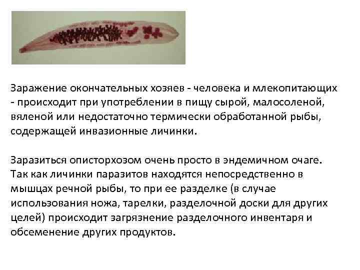 Заражение окончательных хозяев - человека и млекопитающих - происходит при употреблении в пищу сырой,