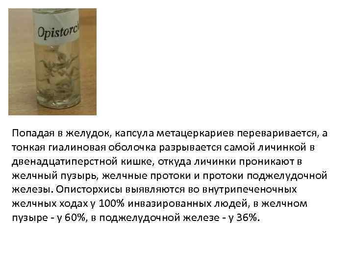 Попадая в желудок, капсула метацеркариев переваривается, а тонкая гиалиновая оболочка разрывается самой личинкой в
