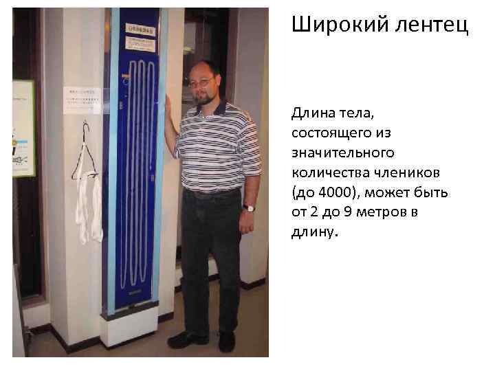 Широкий лентец Длина тела, состоящего из значительного количества члеников (до 4000), может быть от