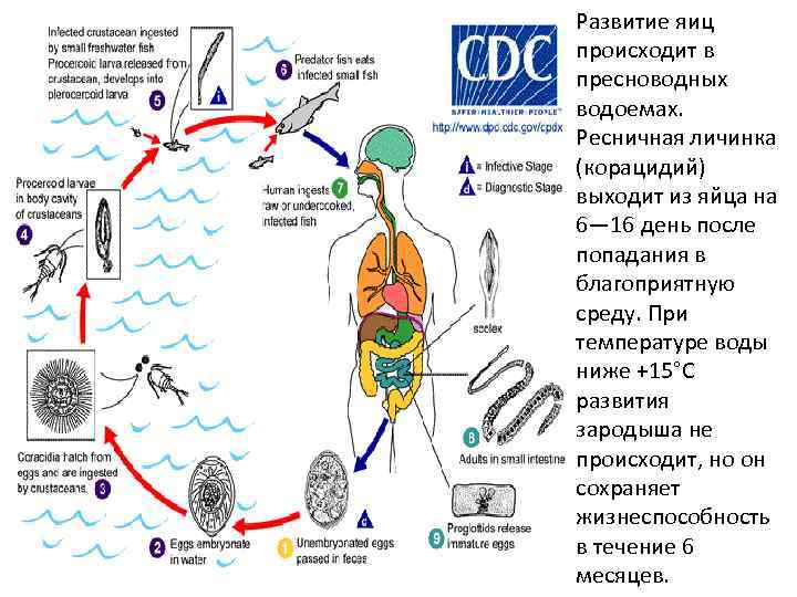 Развитие яиц происходит в пресноводных водоемах. Ресничная личинка (корацидий) выходит из яйца на 6—