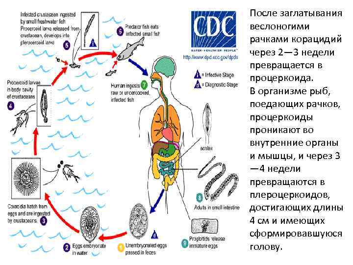 После заглатывания веслоногими рачками корацидий через 2— 3 недели превращается в процеркоида. В организме