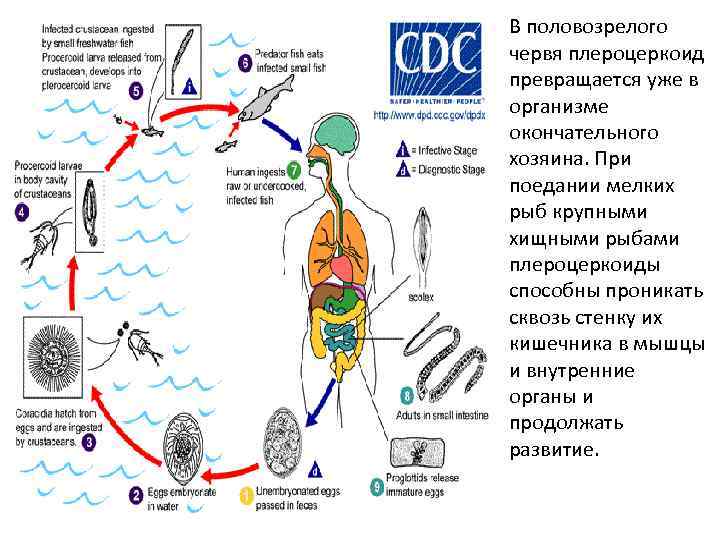В половозрелого червя плероцеркоид превращается уже в организме окончательного хозяина. При поедании мелких рыб