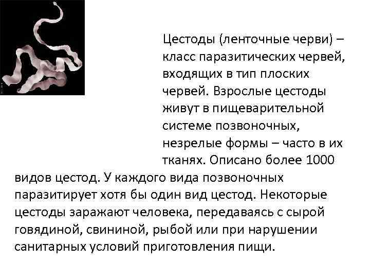 Цестоды (ленточные черви) – класс паразитических червей, входящих в тип плоских червей. Взрослые цестоды
