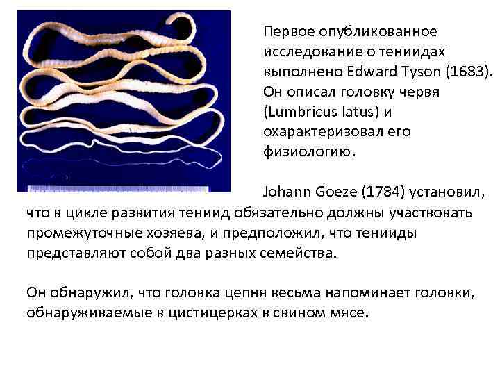 Первое опубликованное исследование о тениидах выполнено Edward Tyson (1683). Он описал головку червя (Lumbricus