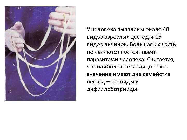 У человека выявлены около 40 видов взрослых цестод и 15 видов личинок. Большая их
