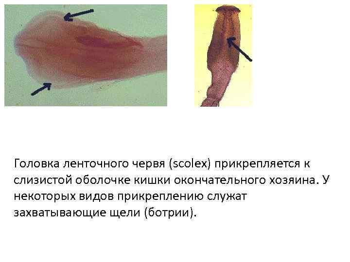 Головка ленточного червя (scolex) прикрепляется к слизистой оболочке кишки окончательного хозяина. У некоторых видов