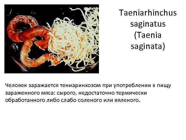 Taeniarhinchus saginatus (Taenia saginata) Человек заражается тениаринхозом при употреблении в пищу зараженного мяса: сырого,