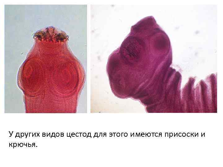 У других видов цестод для этого имеются присоски и крючья. 