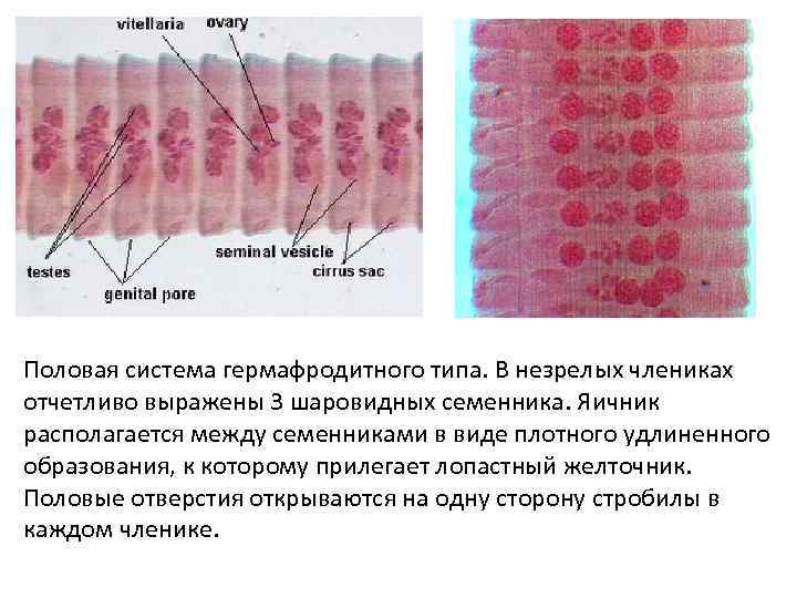 Половая система гермафродитного типа. В незрелых члениках отчетливо выражены 3 шаровидных семенника. Яичник располагается
