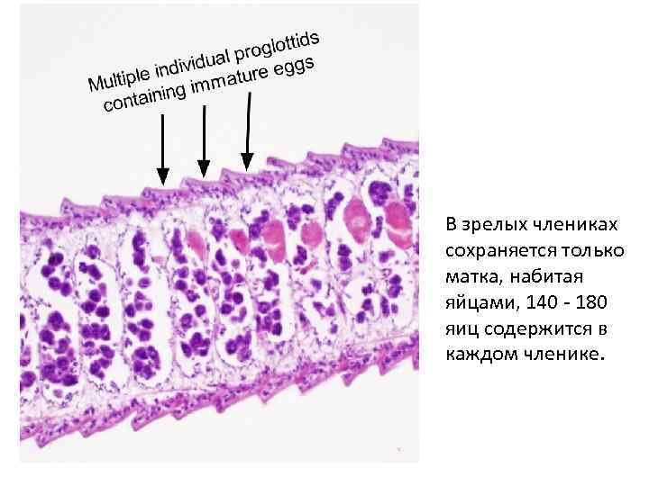 В зрелых члениках сохраняется только матка, набитая яйцами, 140 - 180 яиц содержится в
