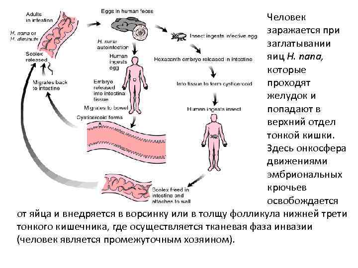 Жизненный цикл карликового цепня схема