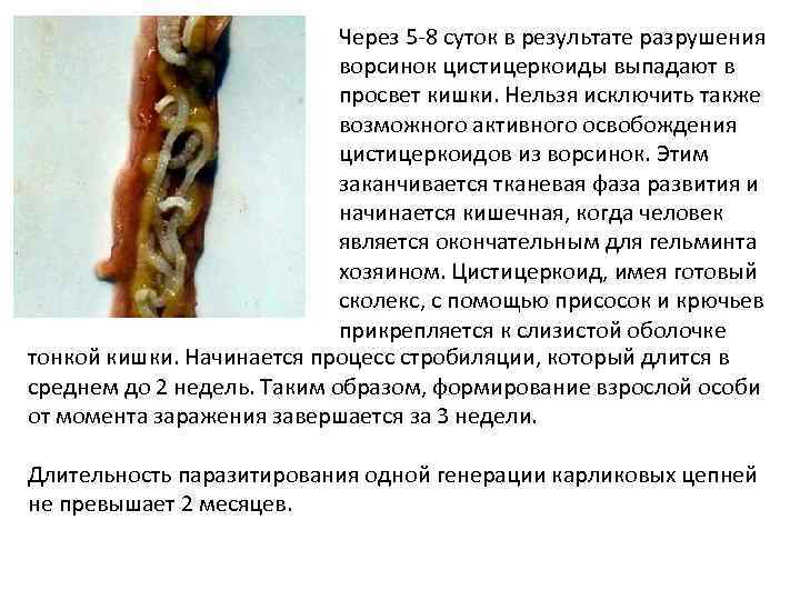 Через 5 -8 суток в результате разрушения ворсинок цистицеркоиды выпадают в просвет кишки. Нельзя