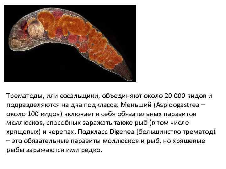 Трематоды, или сосальщики, объединяют около 20 000 видов и подразделяются на два подкласса. Меньший