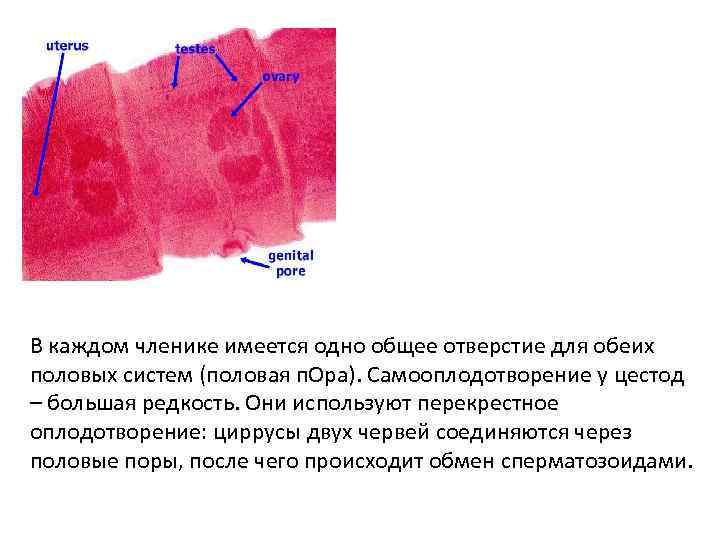 В каждом членике имеется одно общее отверстие для обеих половых систем (половая п. Ора).