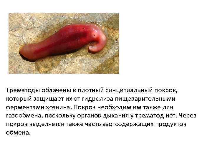 Трематоды облачены в плотный синцитиальный покров, который защищает их от гидролиза пищеварительными ферментами хозяина.