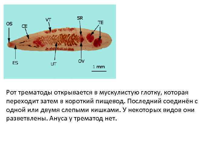 Рот трематоды открывается в мускулистую глотку, которая переходит затем в короткий пищевод. Последний соединён