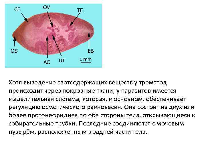Хотя выведение азотсодержащих веществ у трематод происходит через покровные ткани, у паразитов имеется выделительная