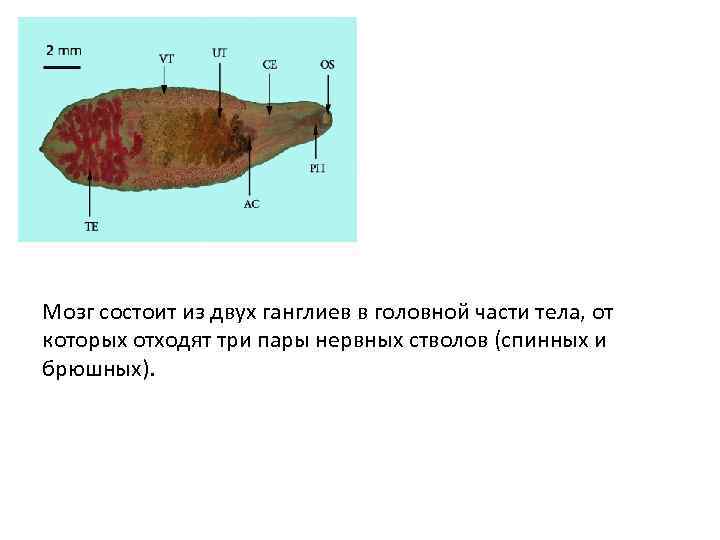 Мозг состоит из двух ганглиев в головной части тела, от которых отходят три пары