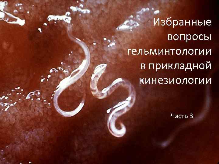 Избранные вопросы гельминтологии в прикладной кинезиологии Часть 3 