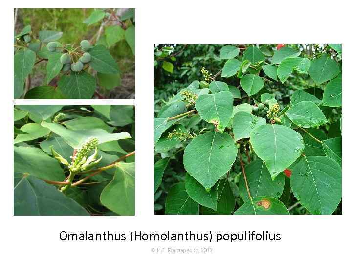 Omalanthus (Homolanthus) populifolius © И. Г. Бондаренко, 2012 