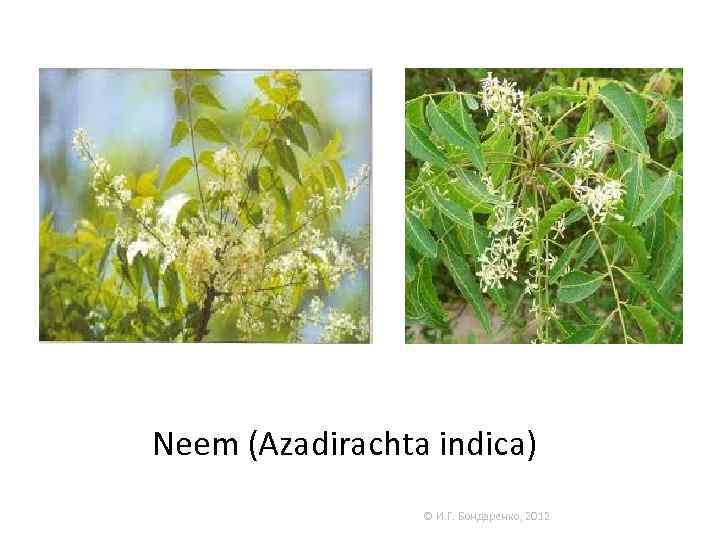 Neem (Azadirachta indica) © И. Г. Бондаренко, 2012 
