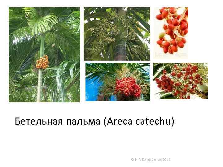Бетельная пальма (Areca catechu) © И. Г. Бондаренко, 2012 