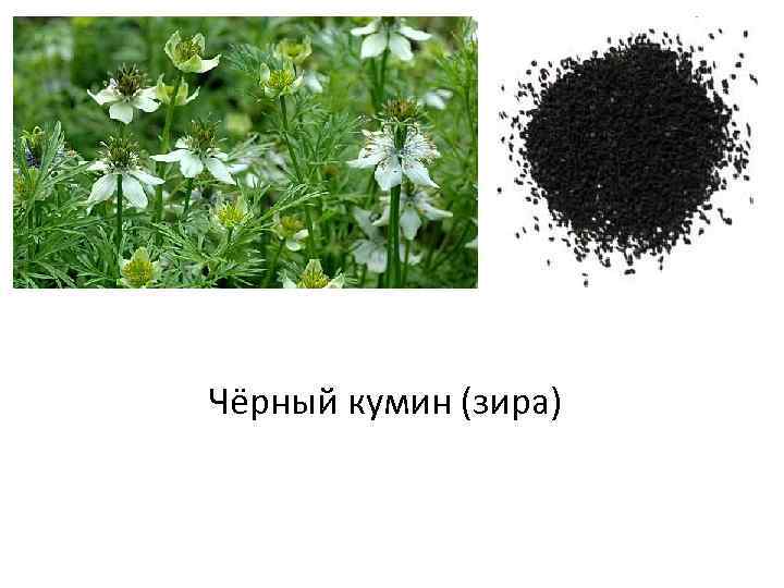 Чёрный кумин (зира) 