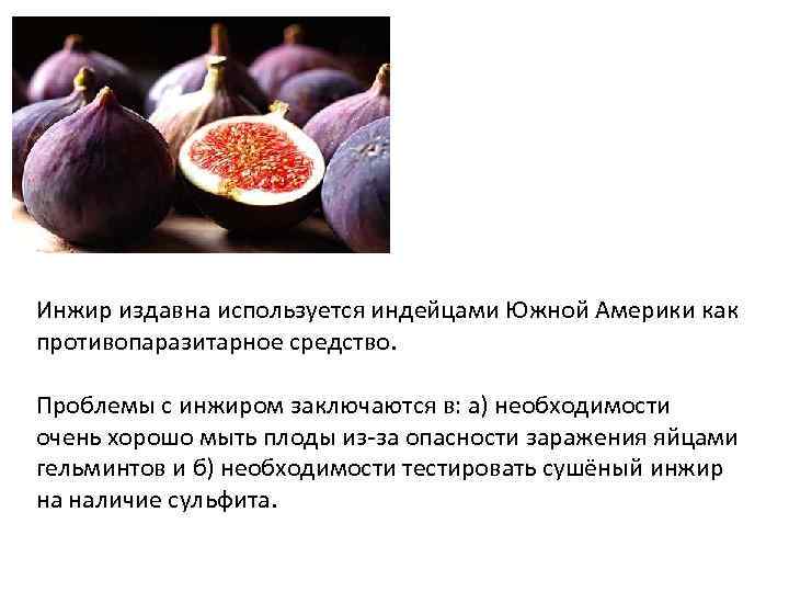 Инжир издавна используется индейцами Южной Америки как противопаразитарное средство. Проблемы с инжиром заключаются в: