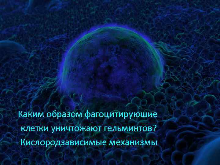 Каким образом фагоцитирующие клетки уничтожают гельминтов? Кислородзависимые механизмы 