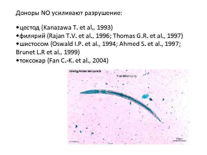 Доноры NO усиливают разрушение: • цестод (Kanazawa T. et al. , 1993) • филярий