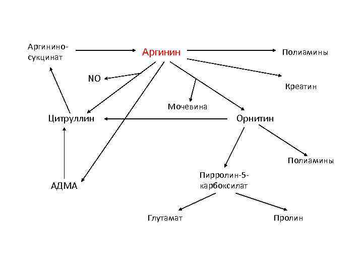 Аргининосукцинат Аргинин Полиамины NO Креатин Мочевина Цитруллин Орнитин Полиамины Пирролин-5 карбоксилат АДМА Глутамат Пролин