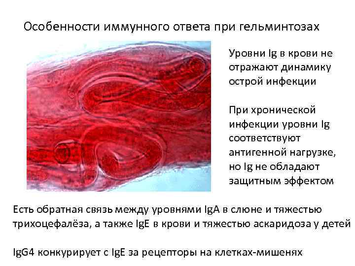 Особенности иммунного ответа при гельминтозах Уровни Ig в крови не отражают динамику острой инфекции